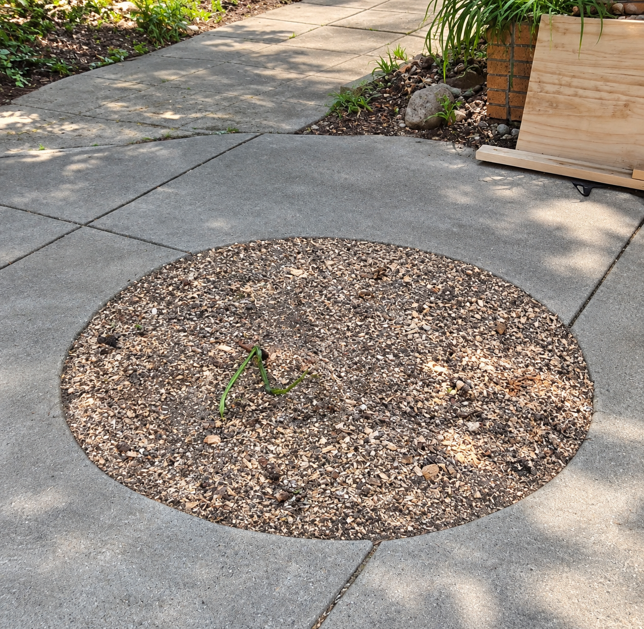 Concrete patio cutout filled with wood chips after grinding a stump below grade in Royal Oak MI