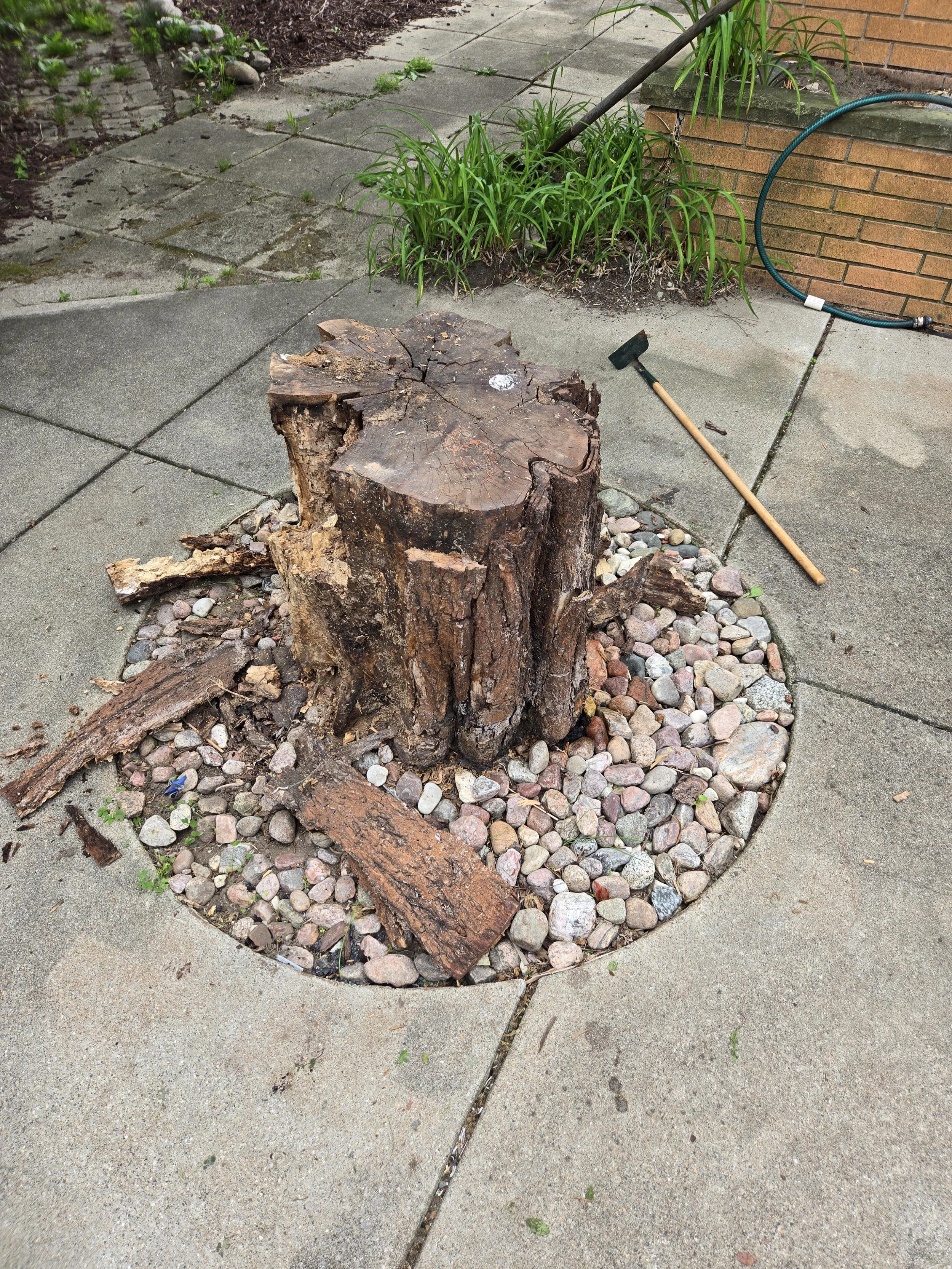 Large decaying tree stump in a round cutout surrounded by concrete patio at a Royal Oak MI home before stump grinding