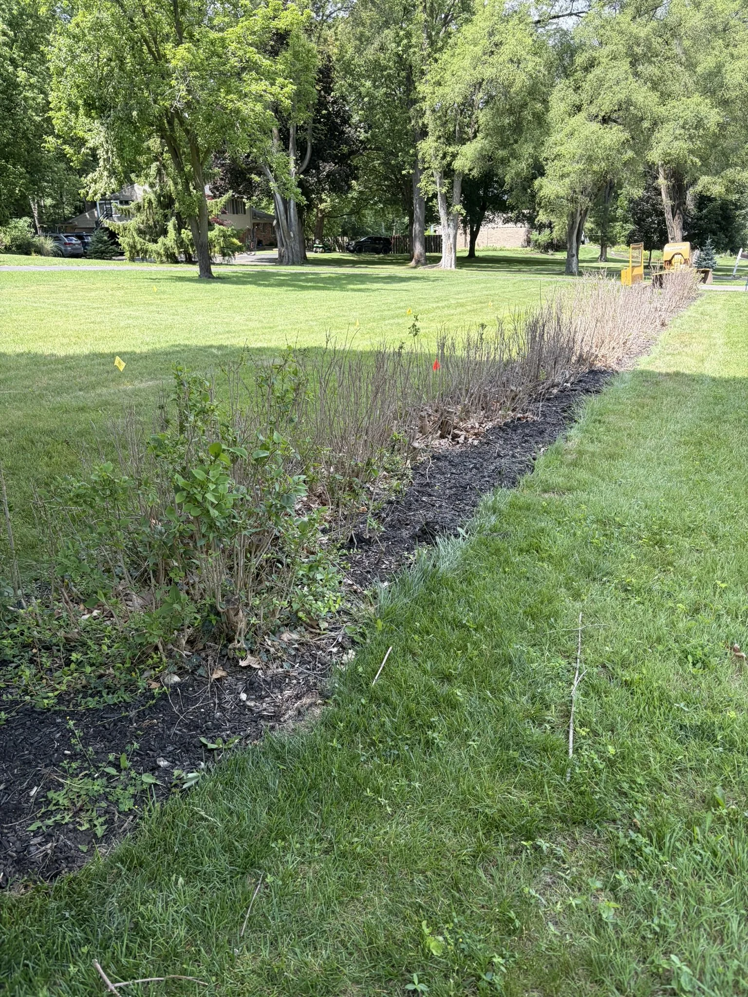 Rotted tree stump with exposed surface roots in a Rochester MI lawn before stump grinding
