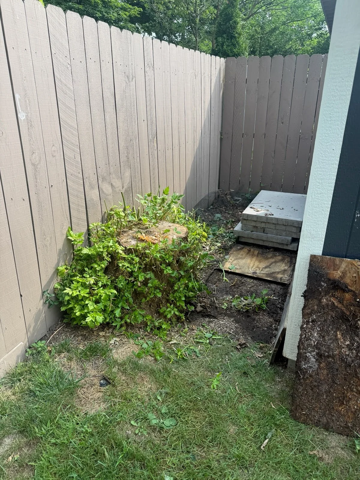 Overgrown tree stump wedged in a back corner behind a shed and tight against a privacy fence before grinding