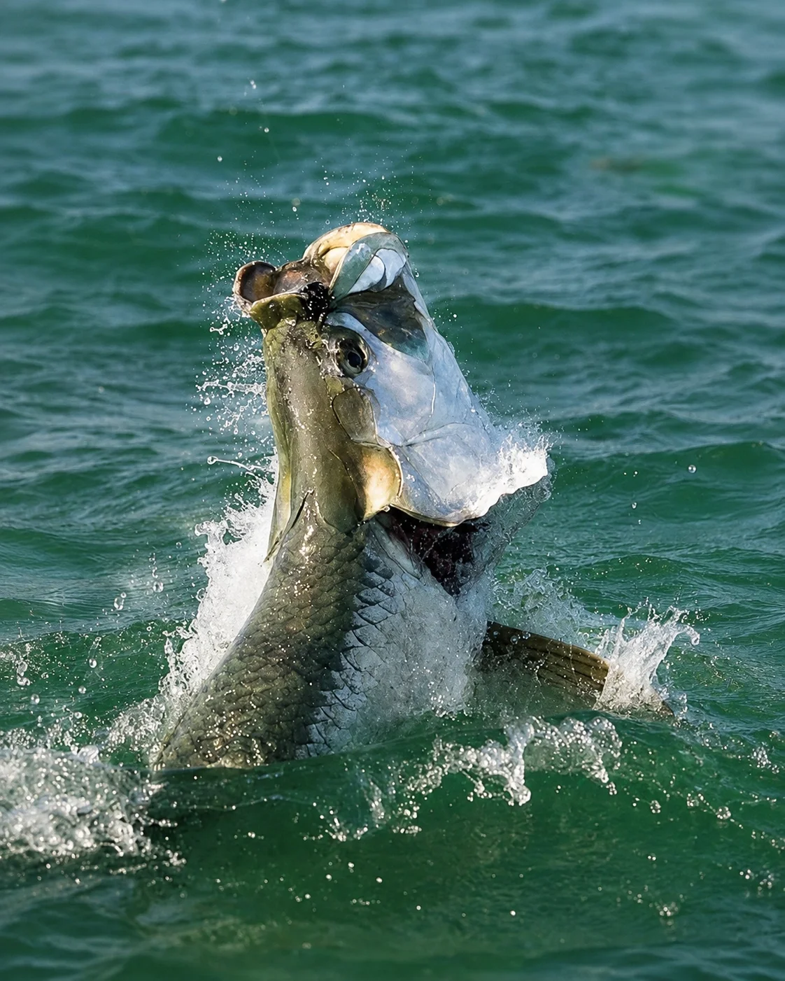A tarpon airborne as the angler bows the rod
