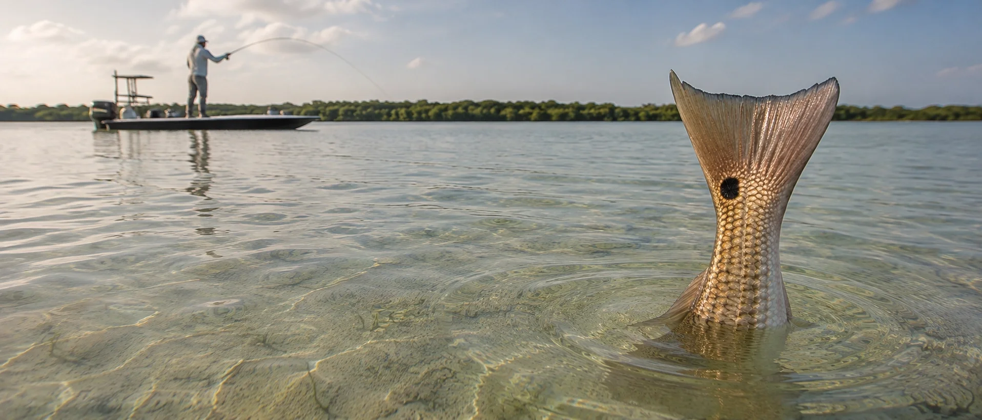 Red drum tailing in clear shallow water, tail visible above surface, fly angler in background about to cast