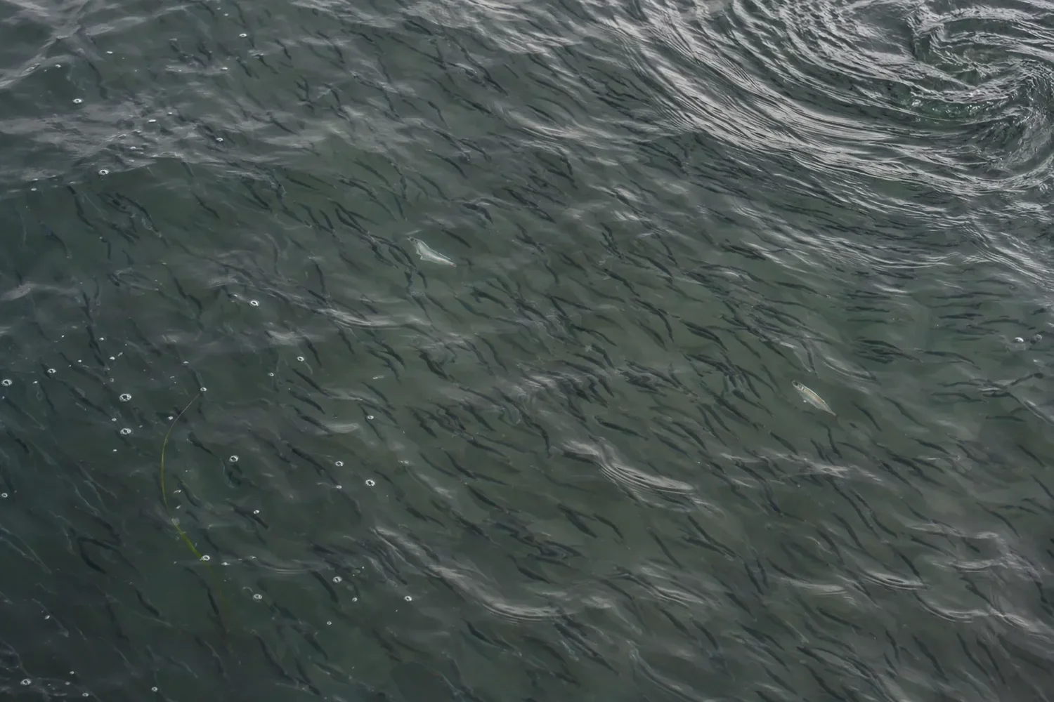 A dense school of small baitfish just below a choppy green surface, with a swirl at one edge