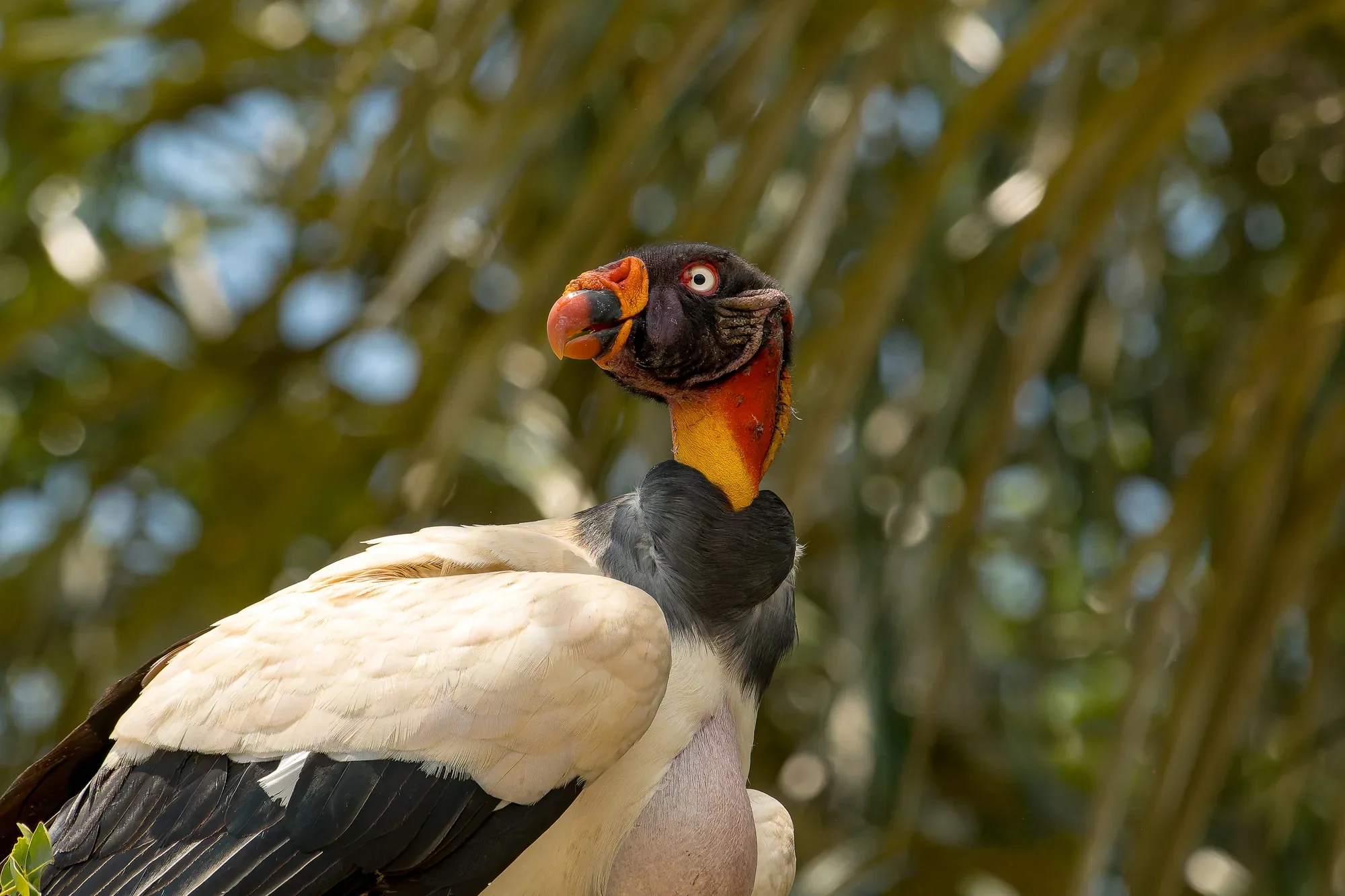 Close portrait of a king vulture, its bare head banded in orange, red and black above pale cream feathers, palm fronds blurred behind