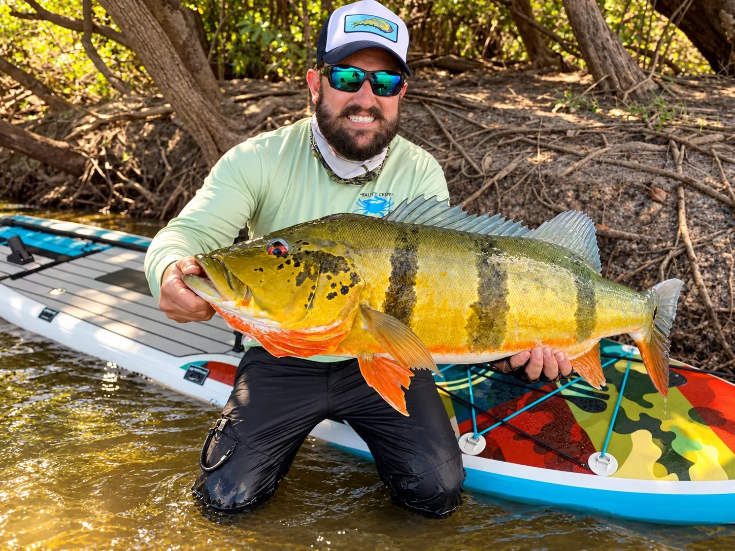 Angler kneeling in shallow water beside a paddle board, holding a large barred peacock bass
