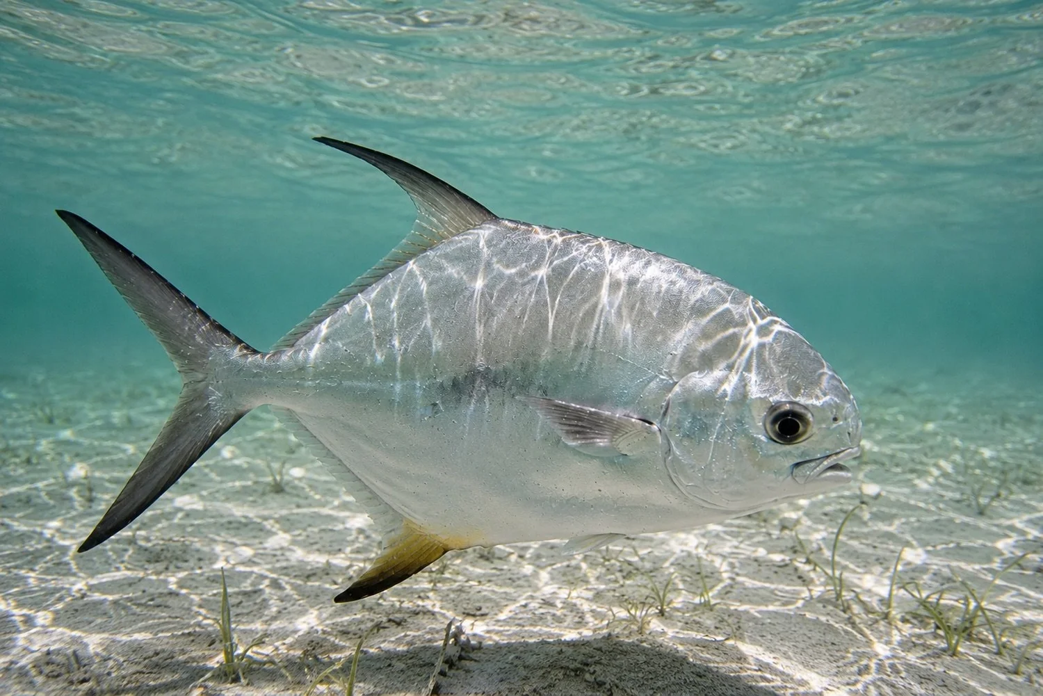 Permit tailing over turtle grass on a Florida Keys flat