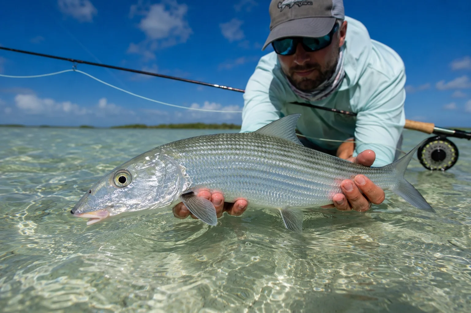 Male fly angler kneeling in clear shallow water releasing a bonefish &mdash; fish horizontal, facing into the current, about to swim free.
