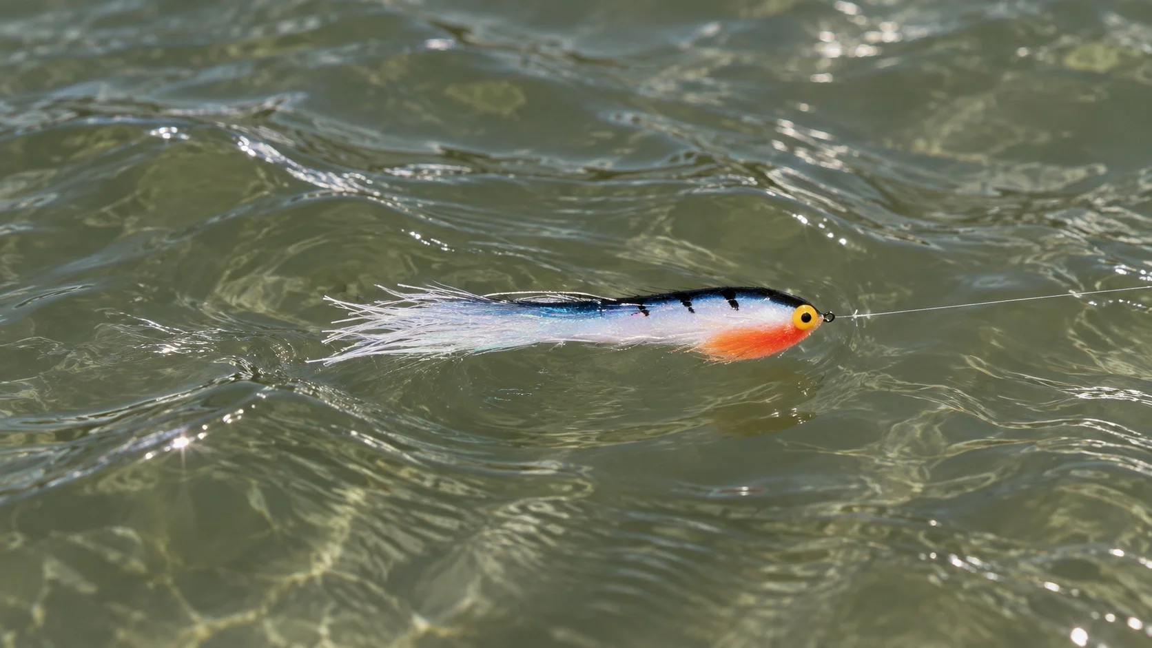 A wide, water-pushing predator fly viewed head-on
