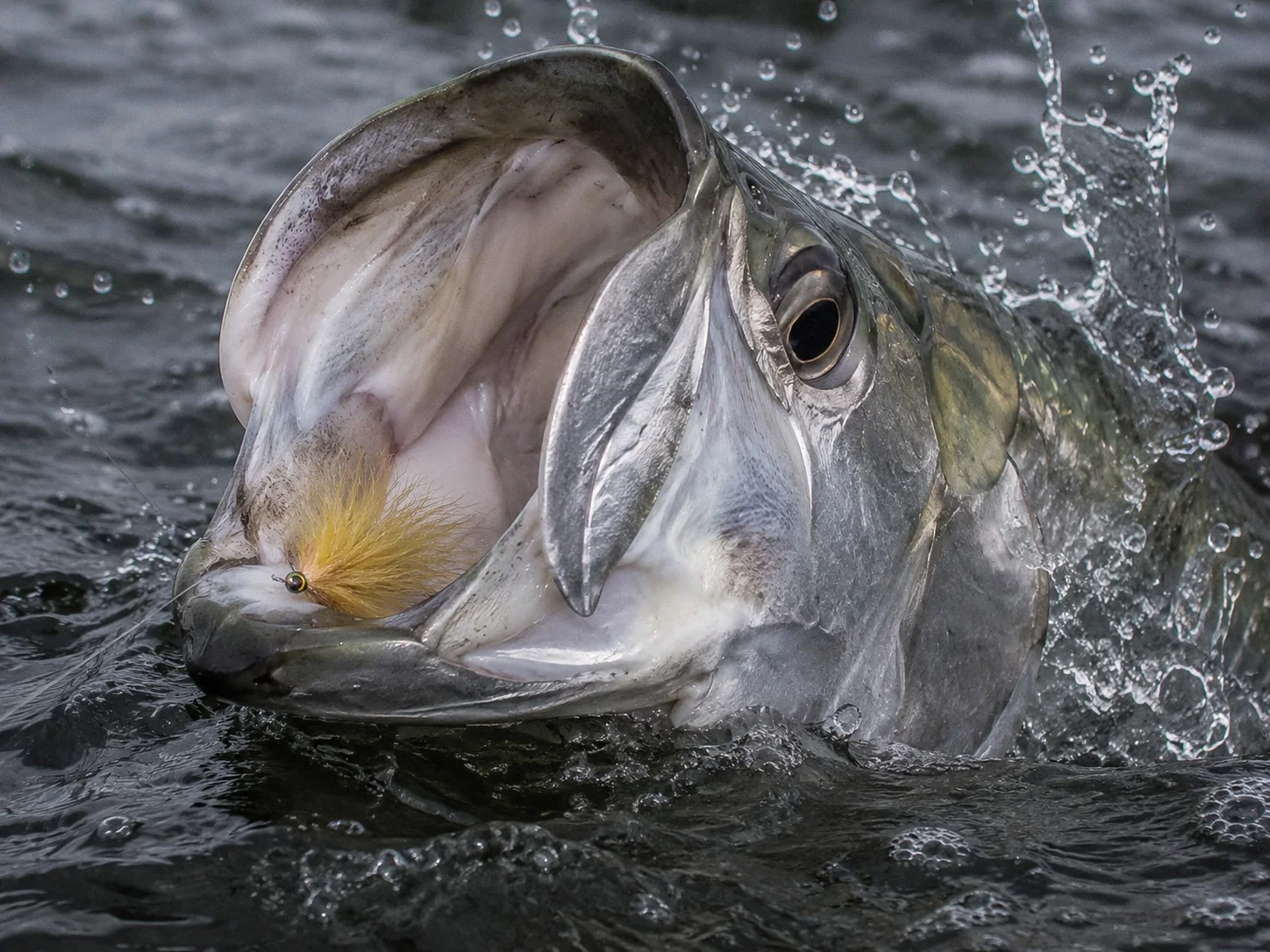 Atlantic tarpon eating a fly at the surface in dark water