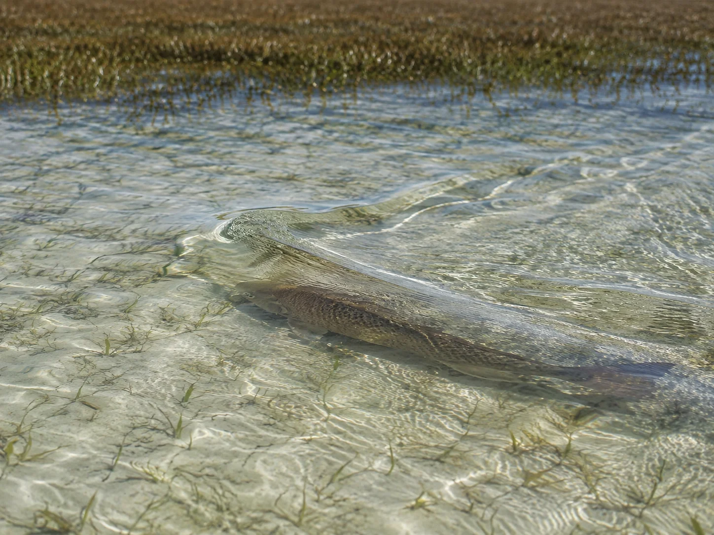 Subtle surface push created by a redfish moving through shallow water