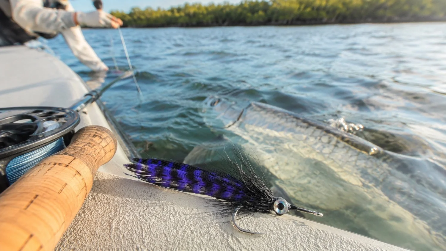 Tarpon rolling in shallow water — Lower Keys, spring migration