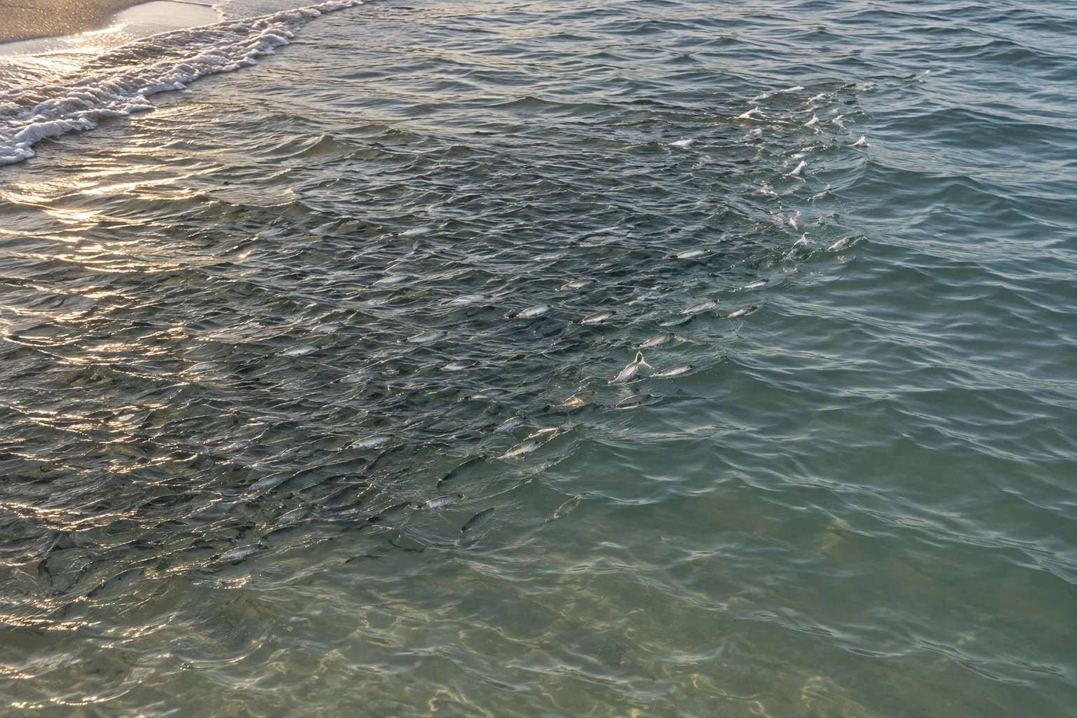 A dense finger-mullet school pushing nervous water near shore during the mullet run