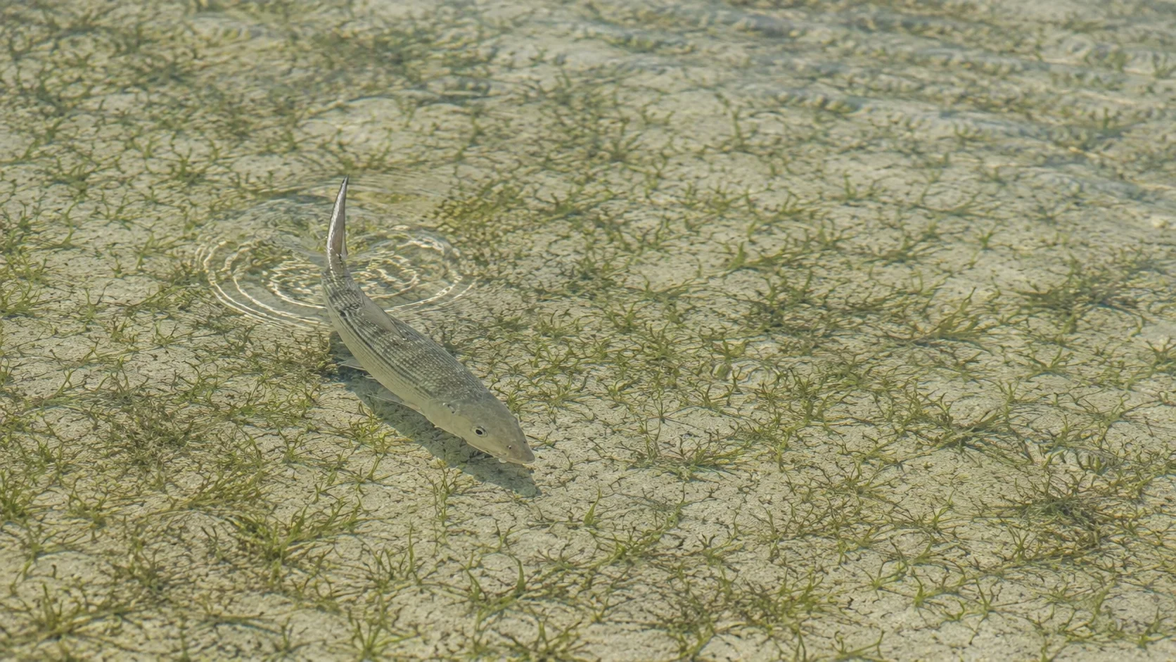 Bonefish tailing on a shallow Florida Keys flat over white sand in clear water, tail breaking the surface