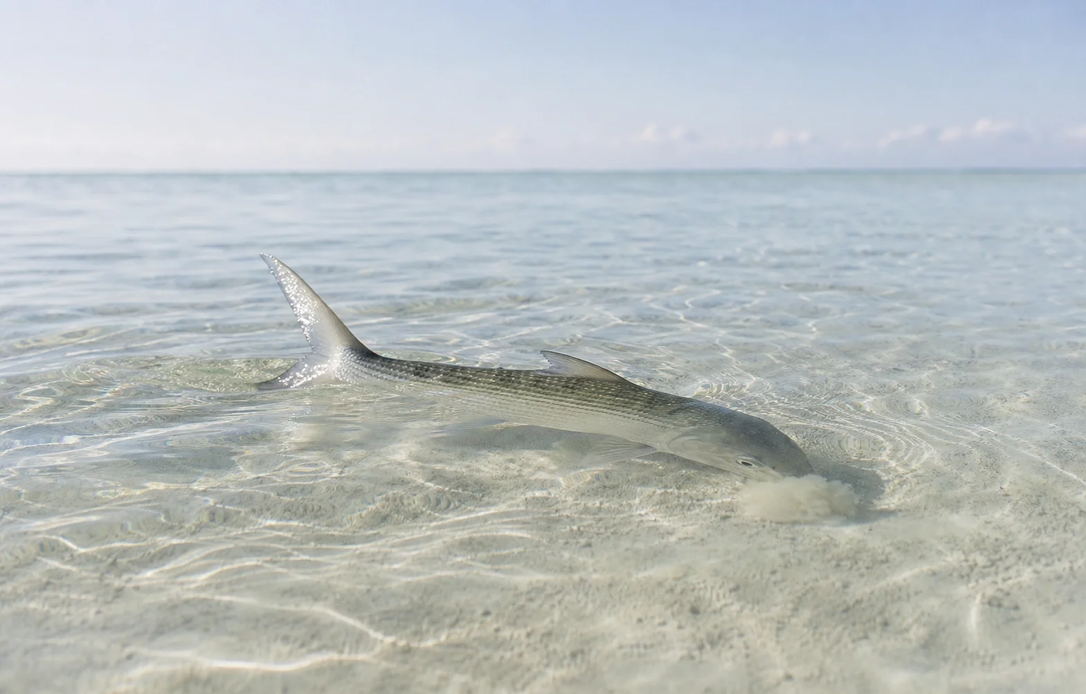 Single bonefish feeding in razor-thin water on a sandy flat, tail and dorsal fin visible above the surface in late afternoon light.