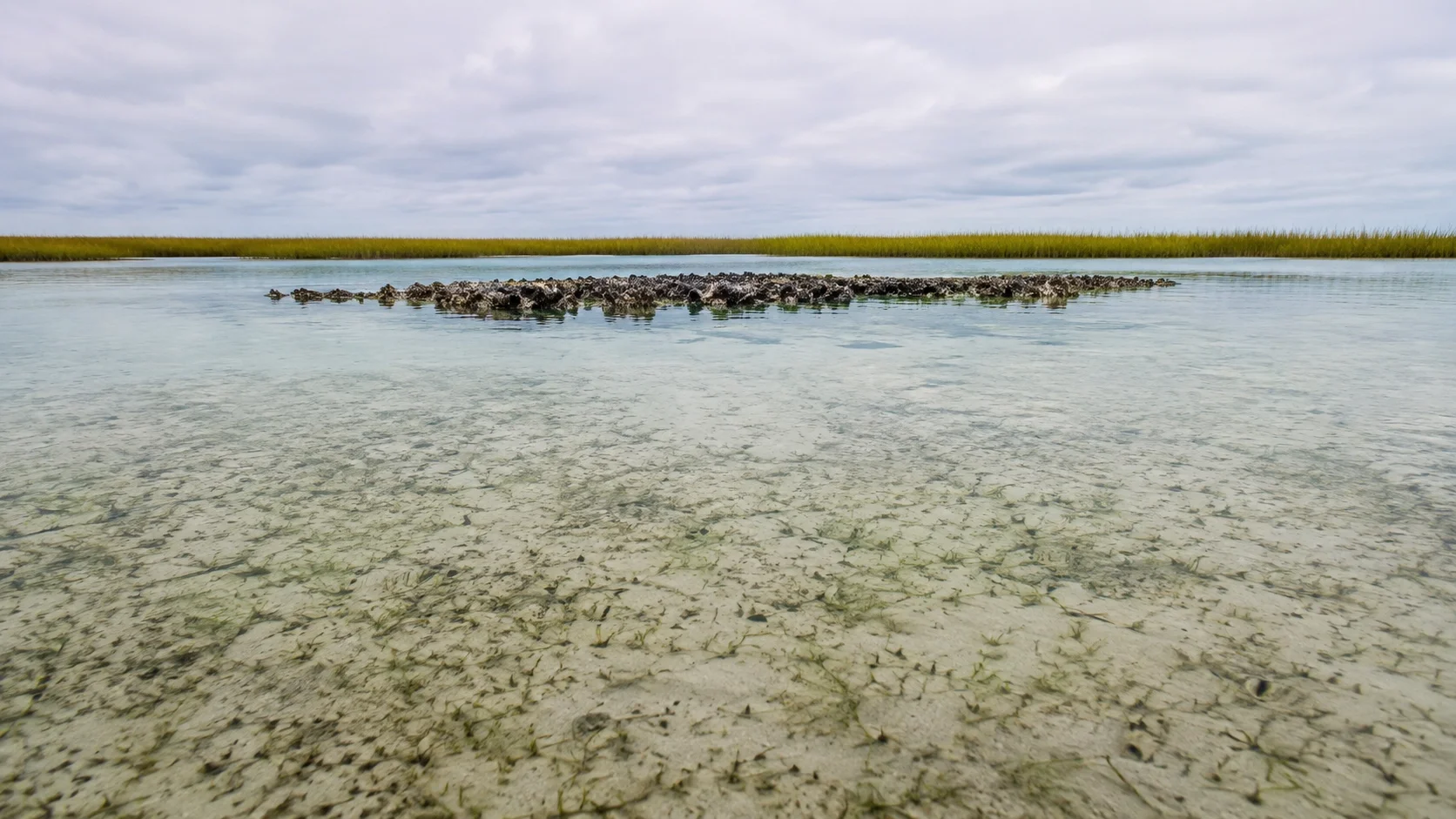 Shallow estuarine grass flat at low tide with exposed oyster bar in middle distance, typical redfish habitat