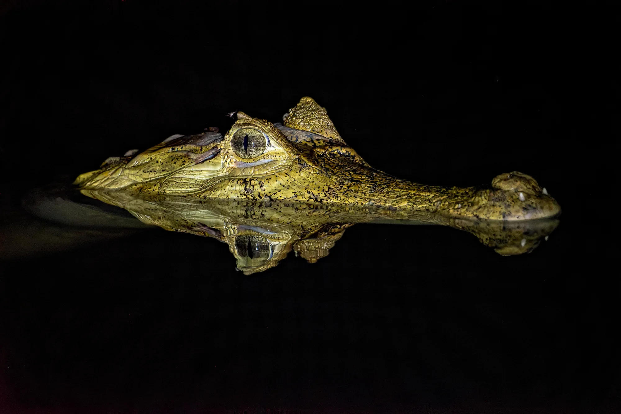 Head of a spectacled caiman floating at the surface at night, its eye and snout mirrored in black water