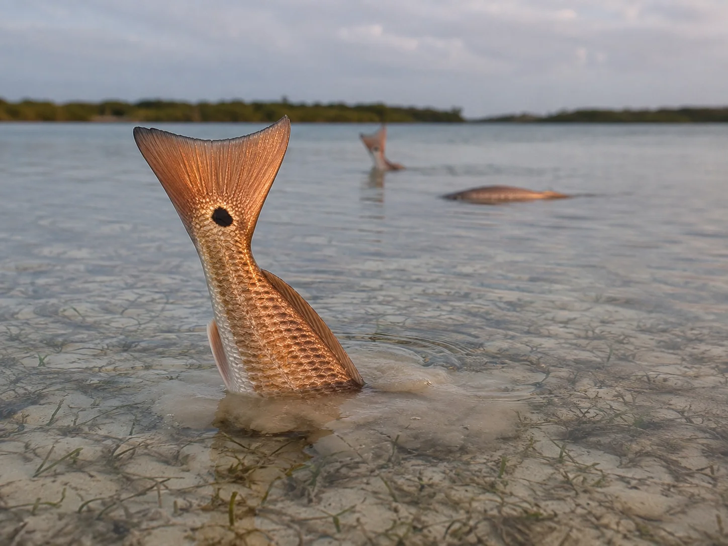 Redfish feeding head-down on a shallow grass flat, tail raised above the water surface