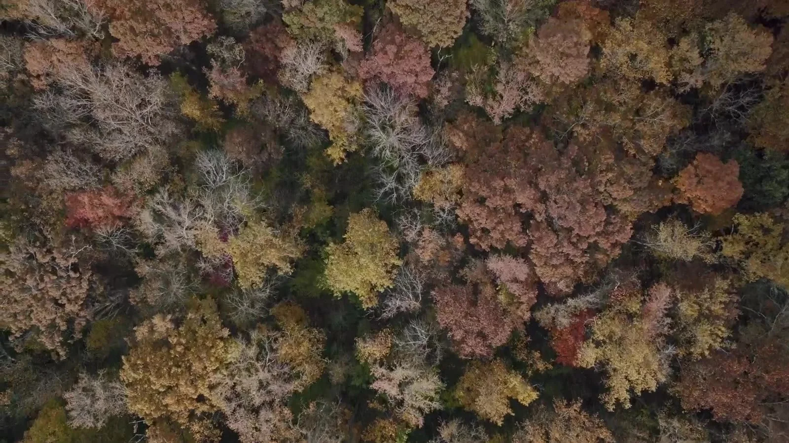 Autumn woodland in the Greater Fredericksburg region