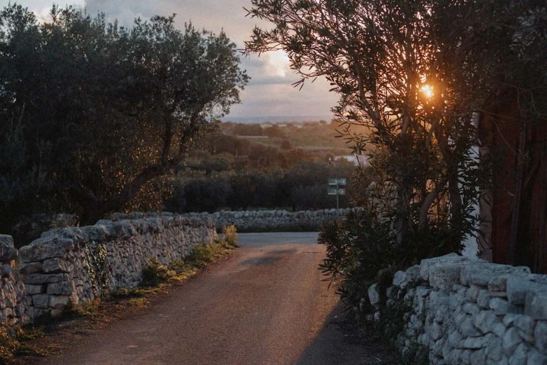 A quiet road curves between dry-stone walls and olive trees in the evening light.
