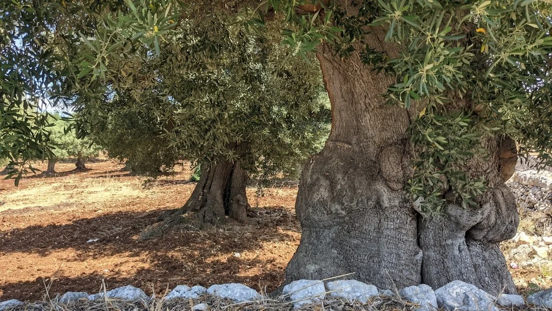 Gnarled olive trees grow behind a dry-stone wall in Puglia.