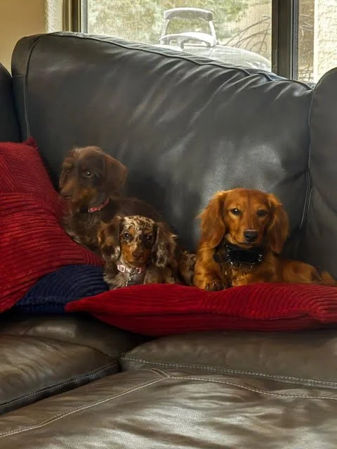 Dachshunds from Tended & Treasured Pups