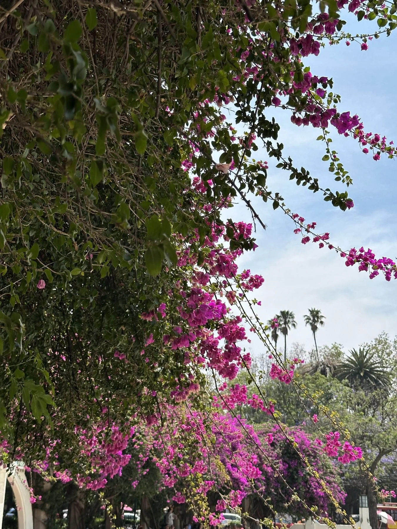 Mexico City travel – bougainvillea