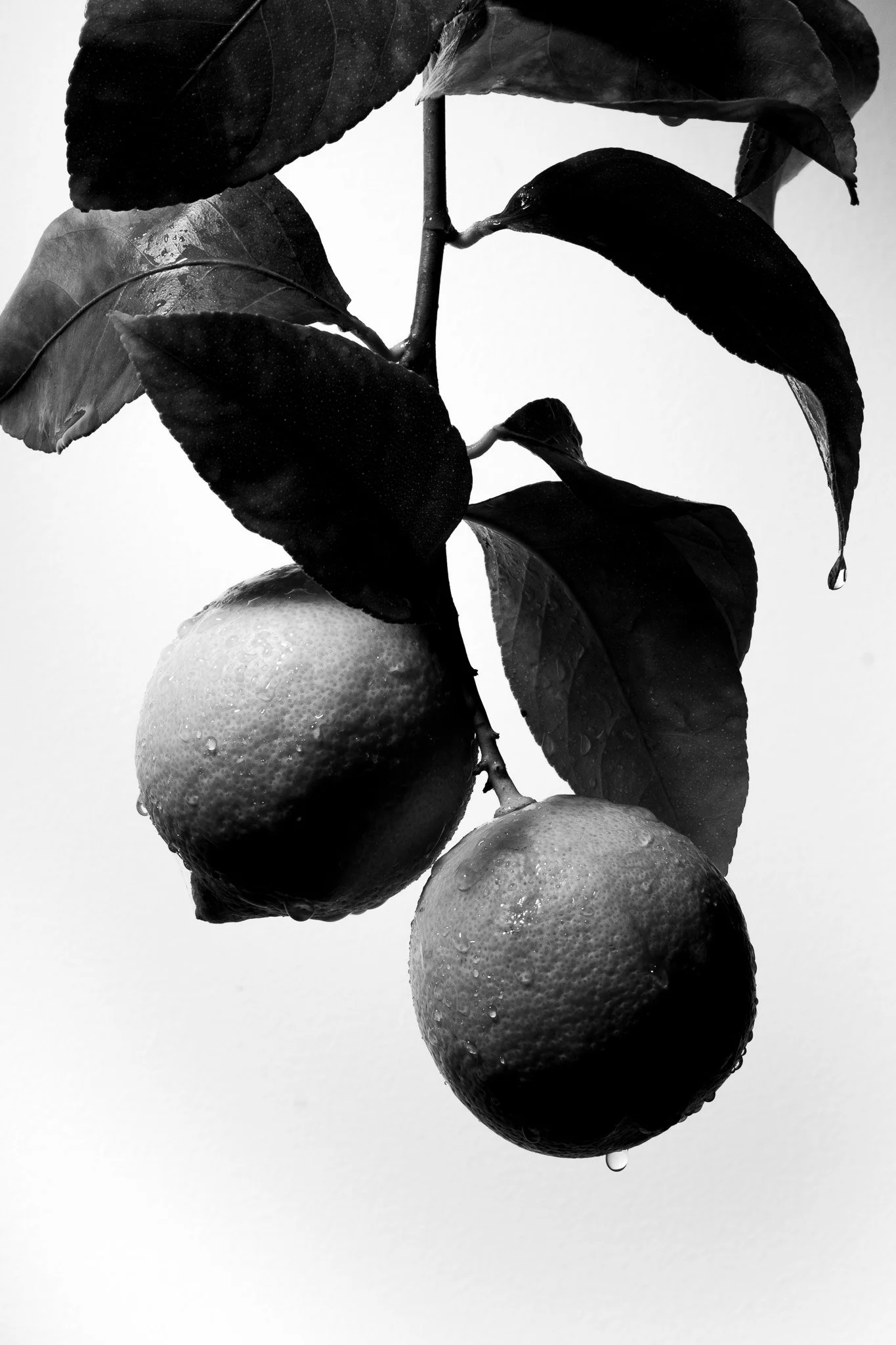 lemons