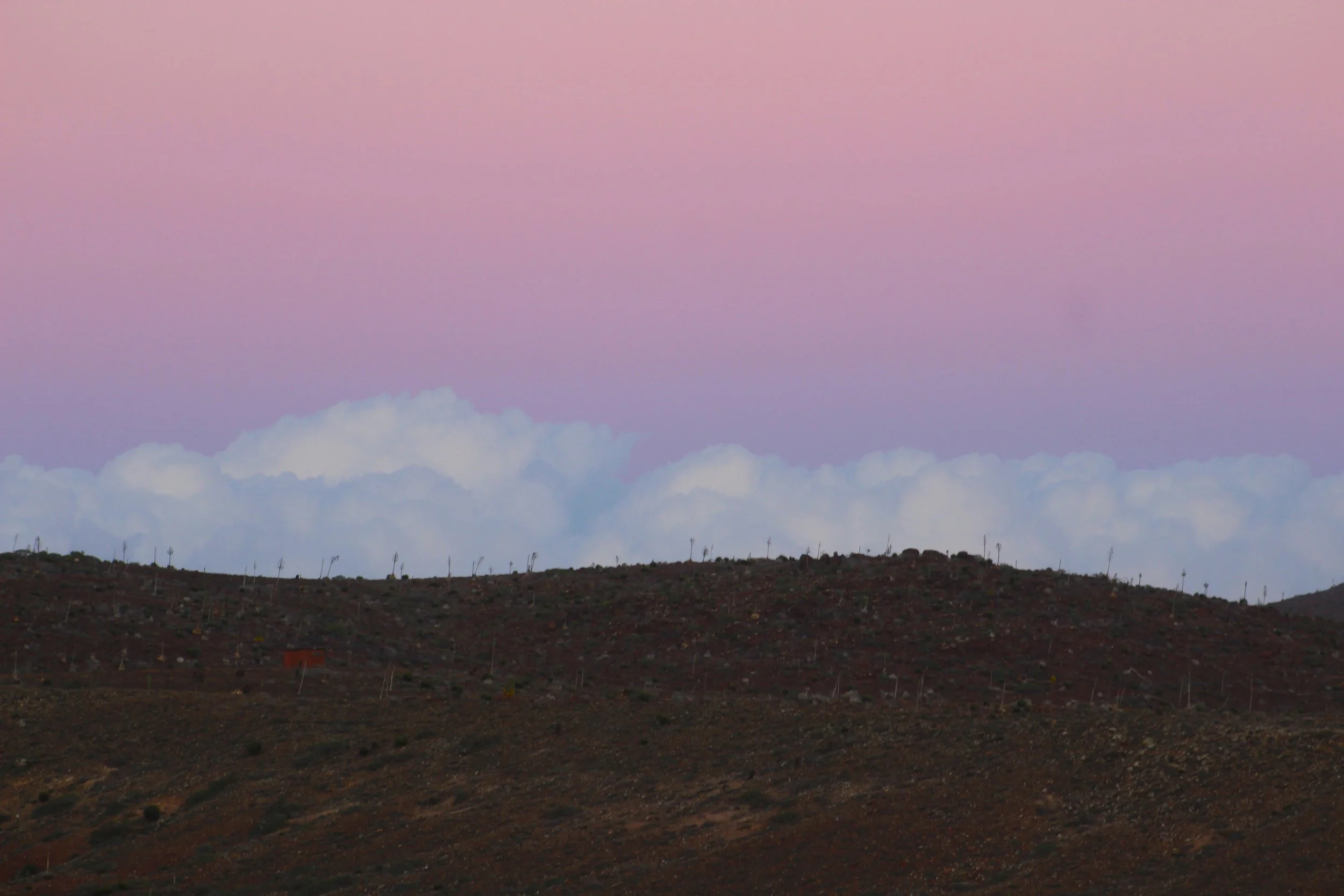 purple haze (mexico)
