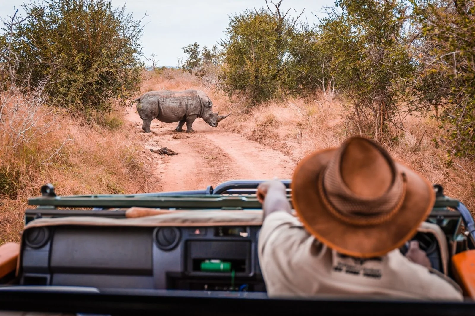 African safari