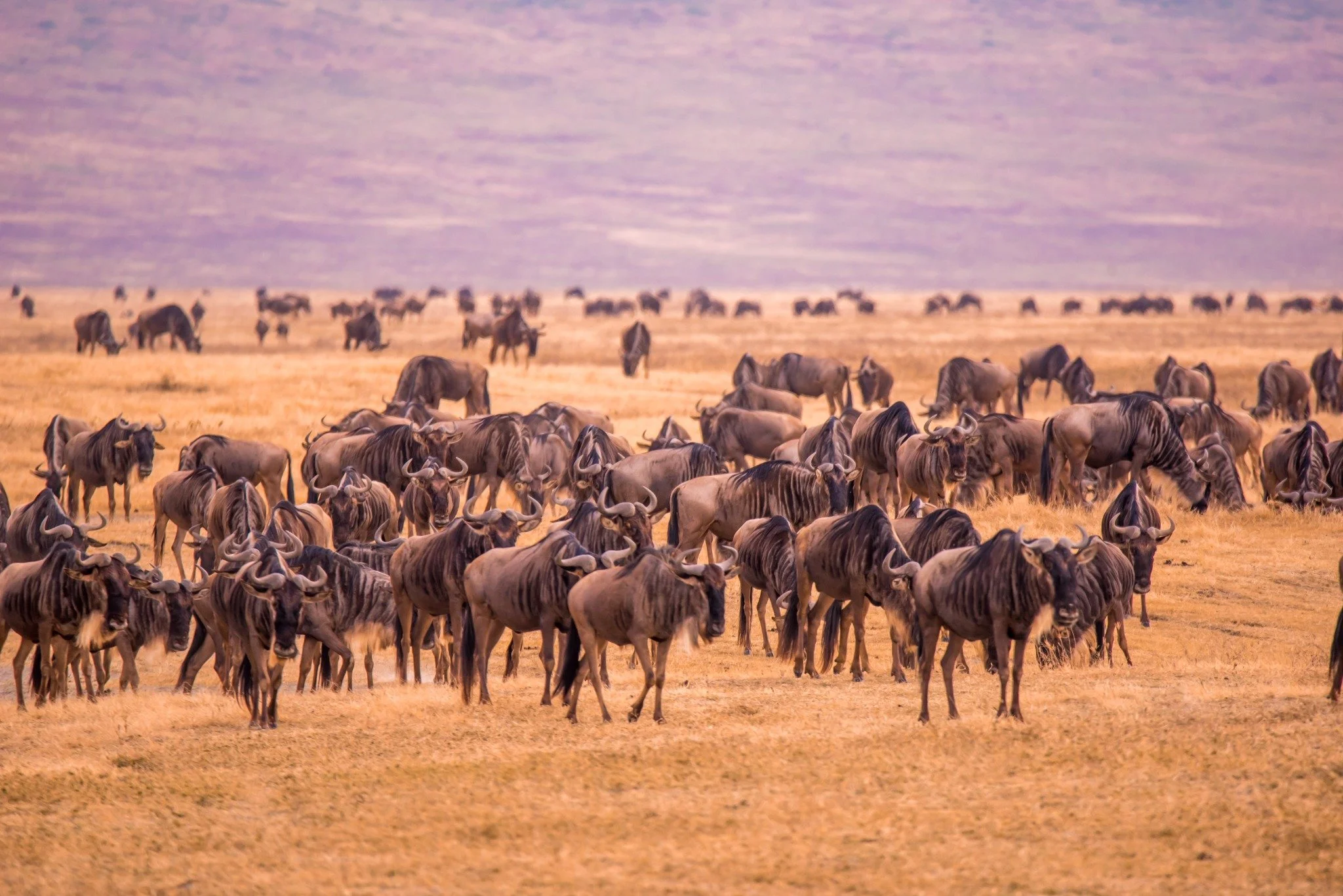 Migration Safari