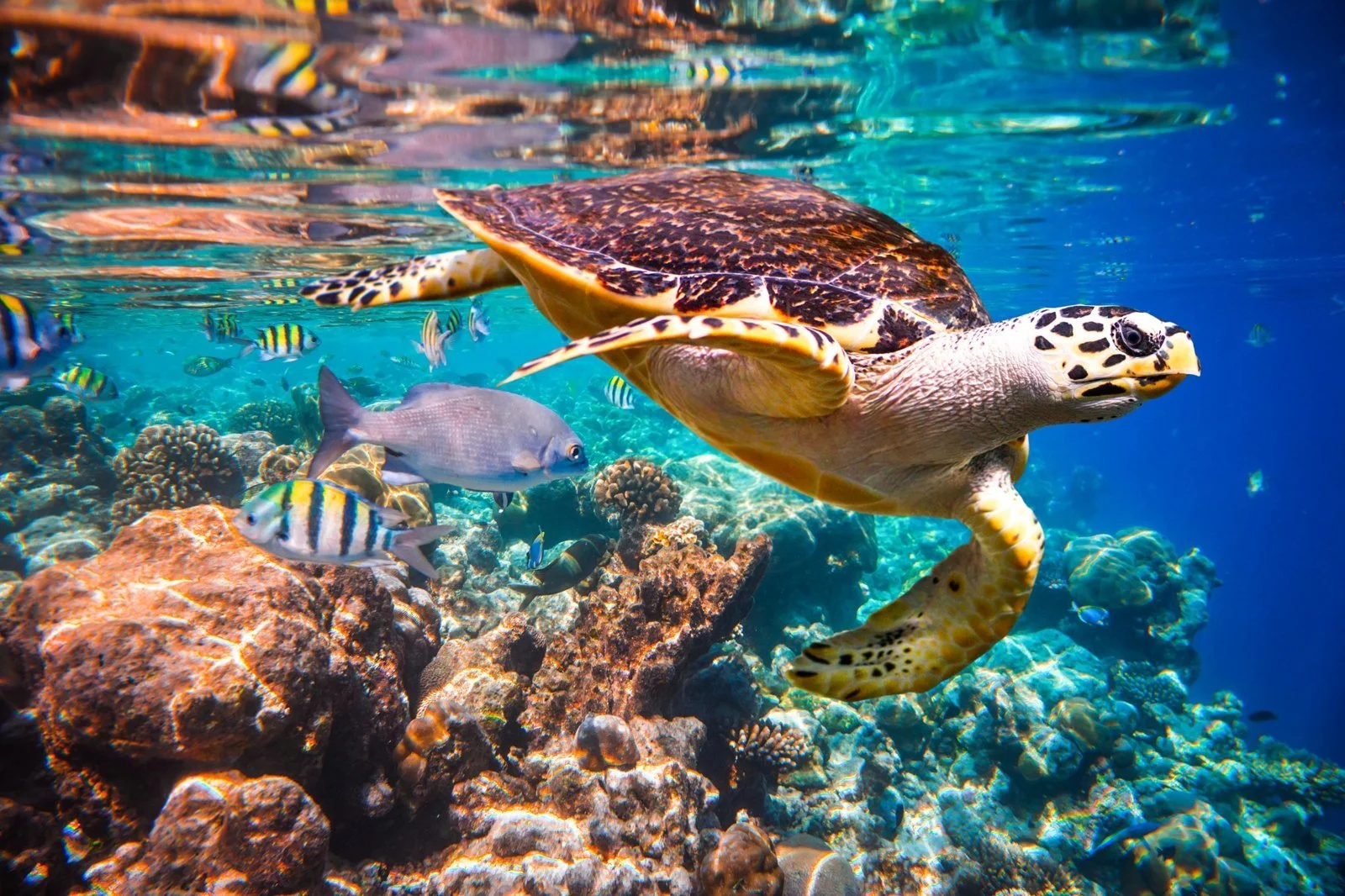 Maldives