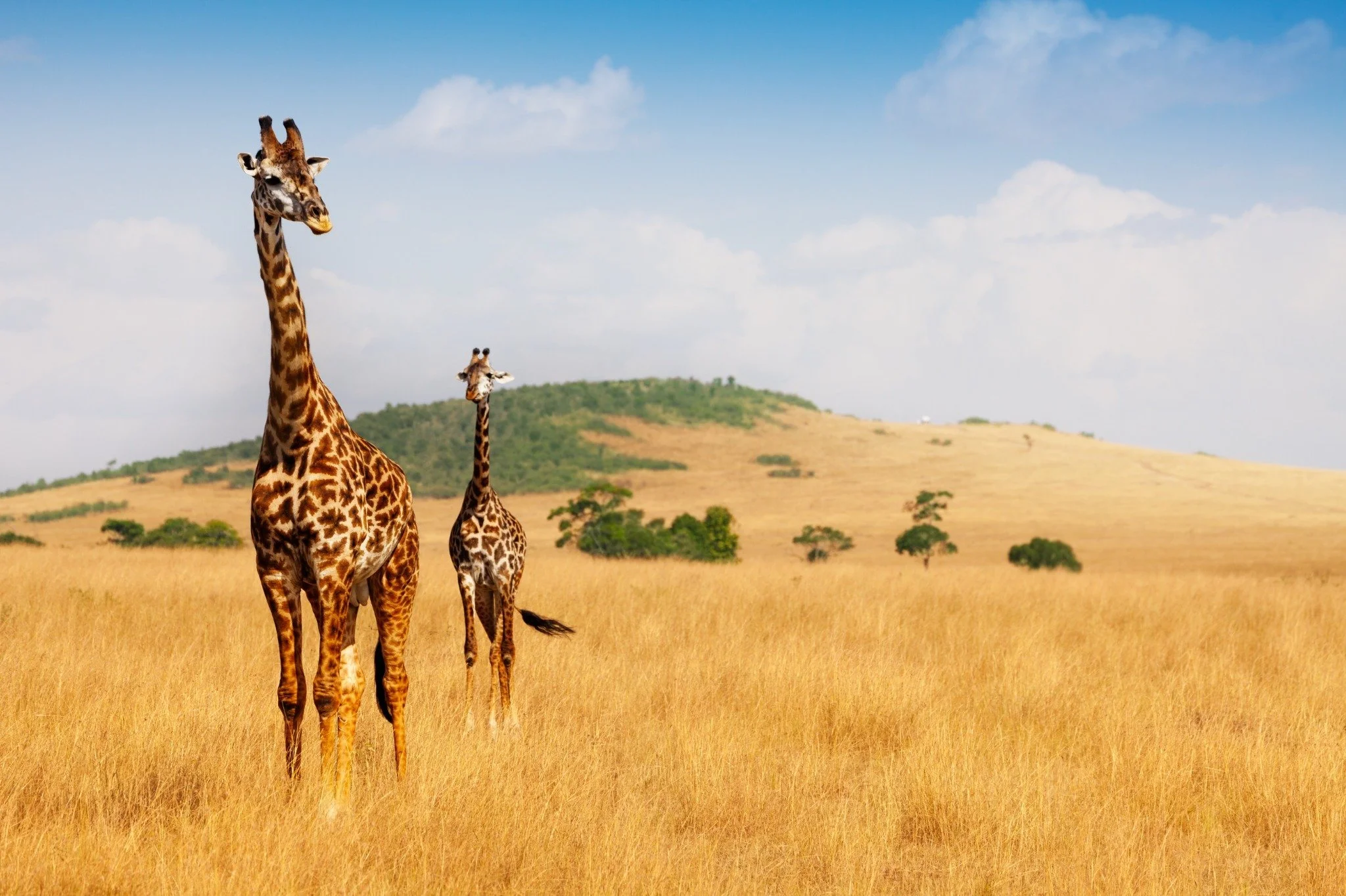 Giraffe in Masai Mara