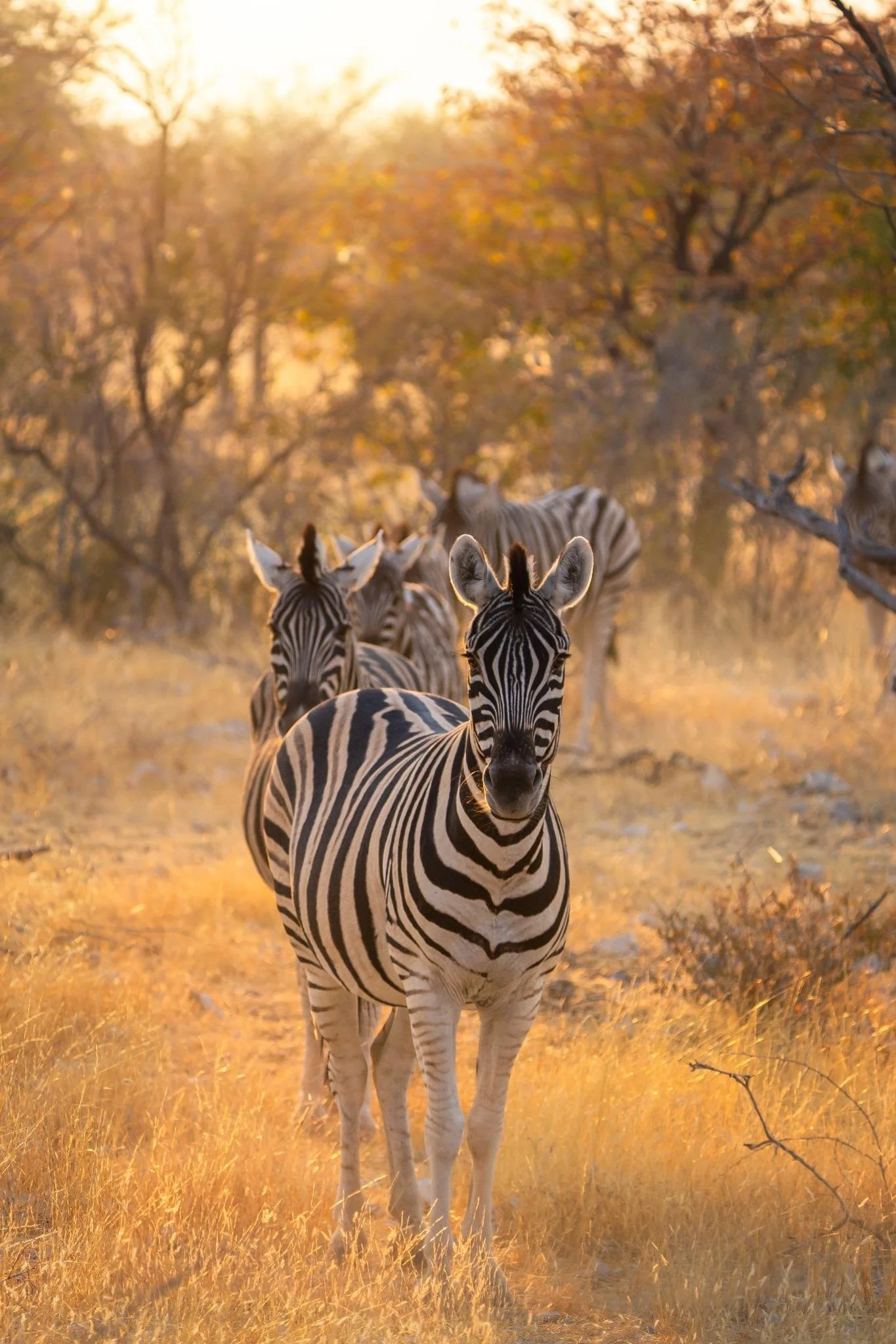 South African Story