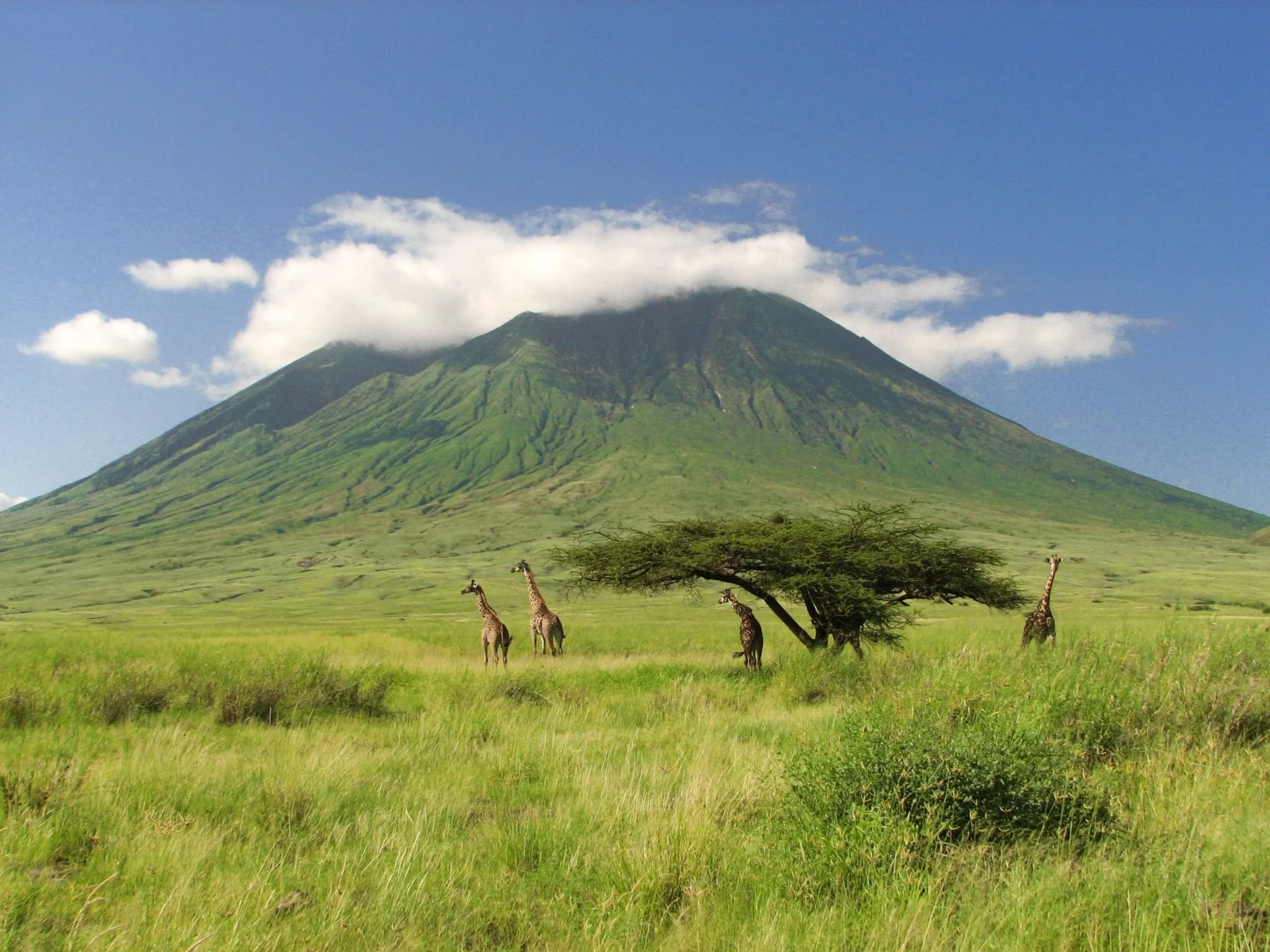 Giraffes near Mount Kilimanjaro