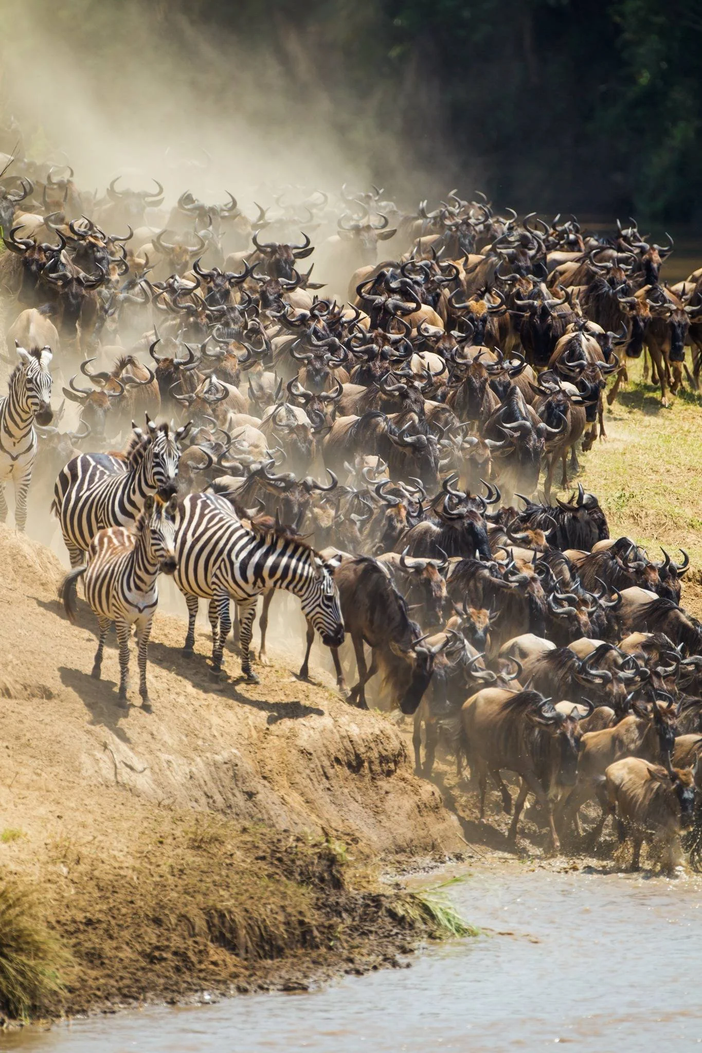 Migration Safari Masai Mara