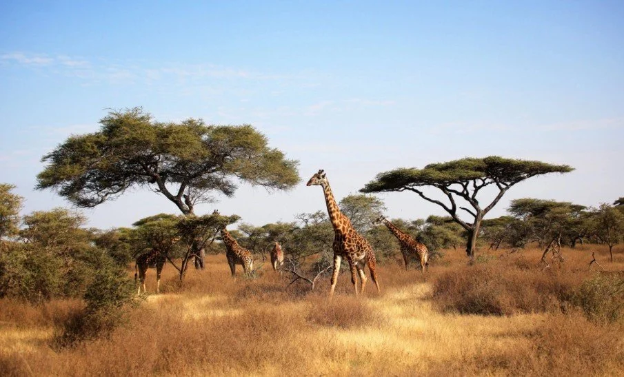 Masai Mara & Seychelles