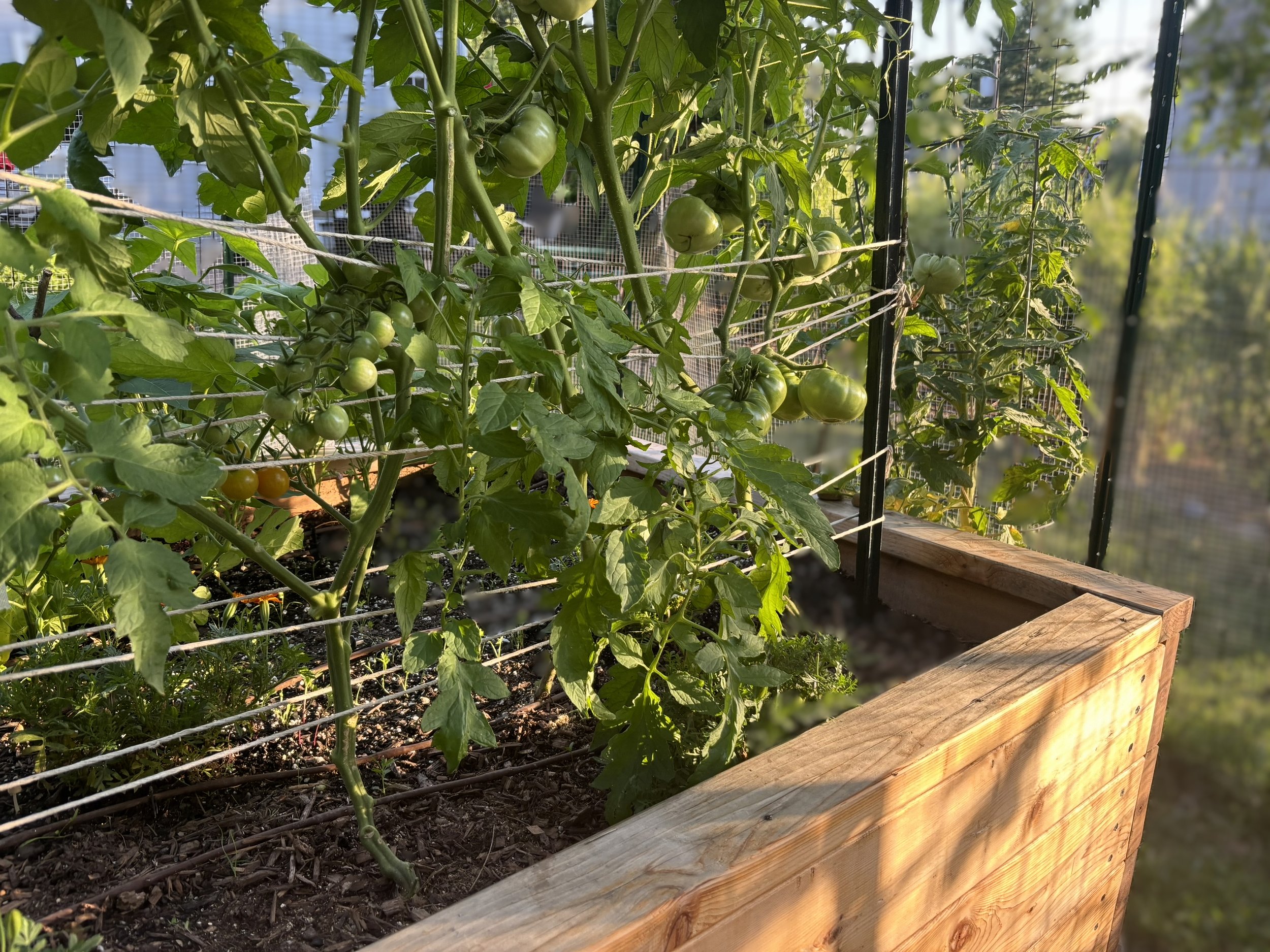 Fresh organic heirloom tomatoes and greens harvested by GreenGo Landscaping