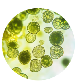Green cells viewed under a microscope