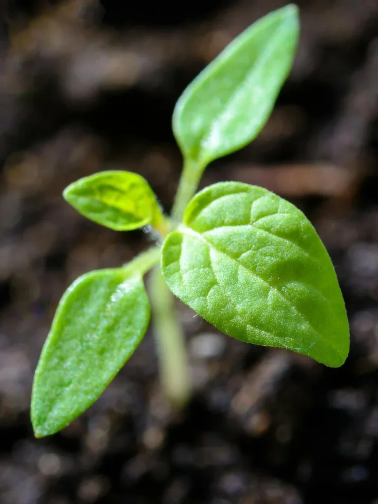 Fresh green leaves growing from a young plant