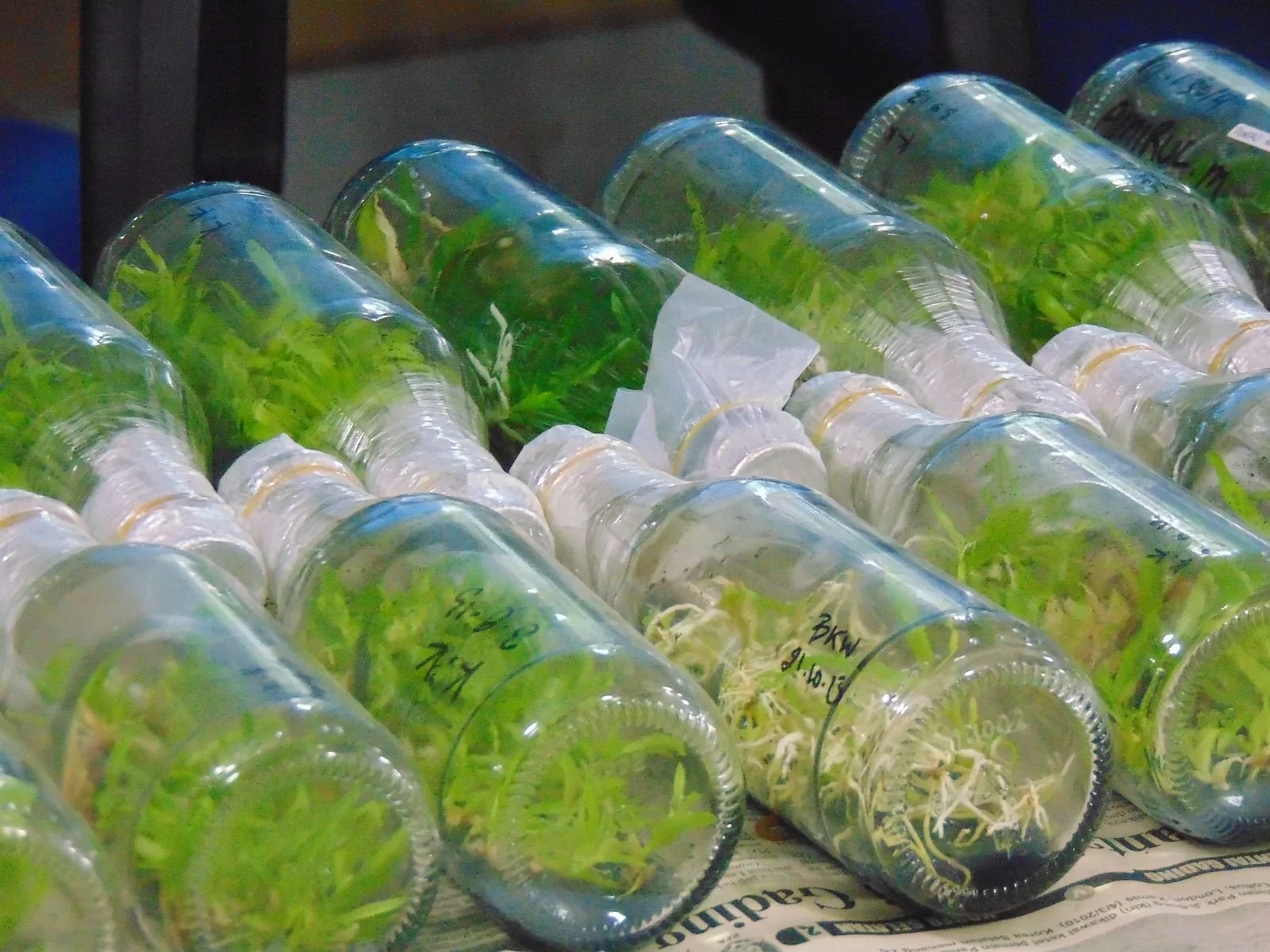 Young plants and roots growing inside glass tissue-culture vessels