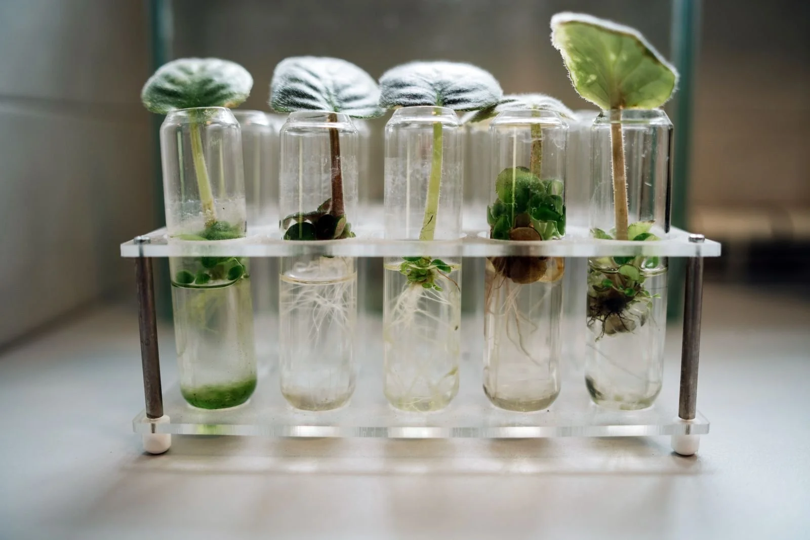 Plant cuttings with visible roots growing in a row of glass test tubes
