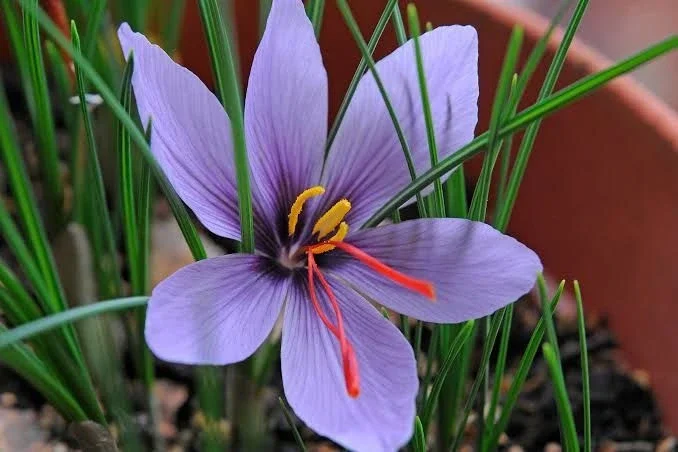 Plant