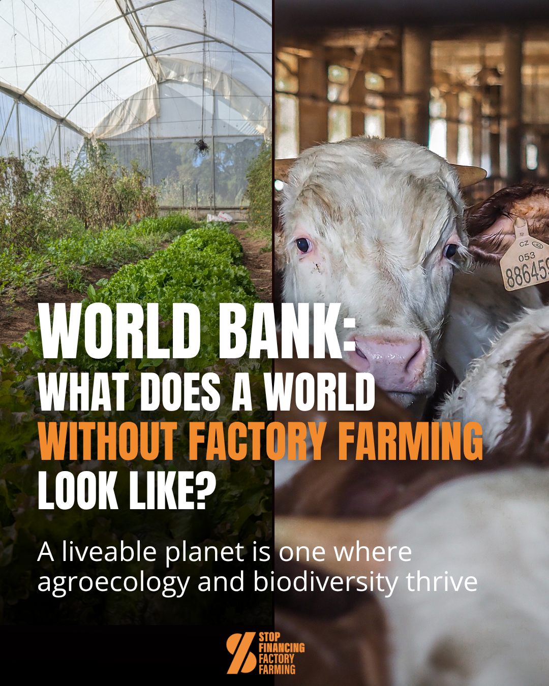 GDoA Social Media — Stop Financing Factory Farming