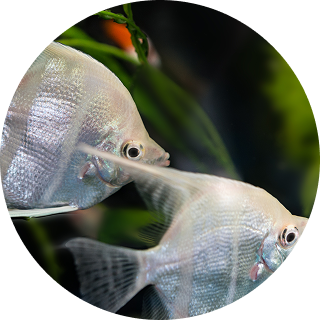 Dosing Image