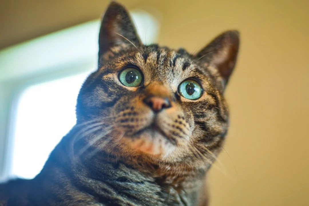 First-time homebuyer signing loan documents with lender explaining low down payment options.