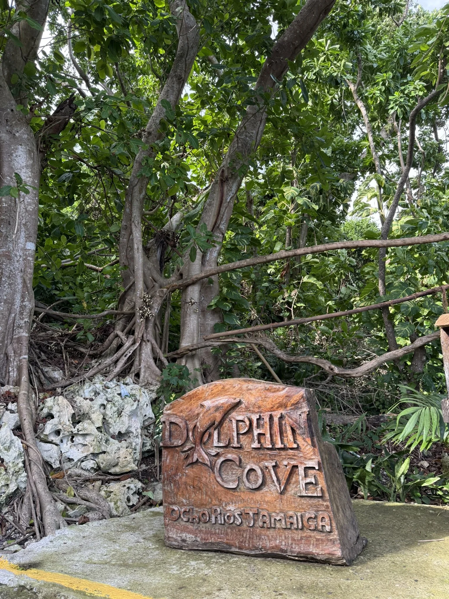 Dolphin Cove Ocho Rios