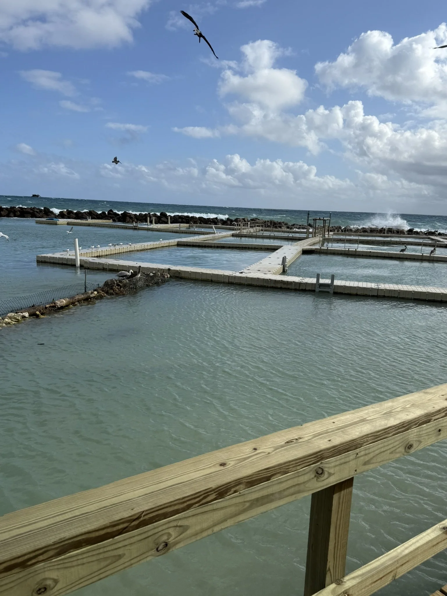 Dolphin Cove Ocho Rios
