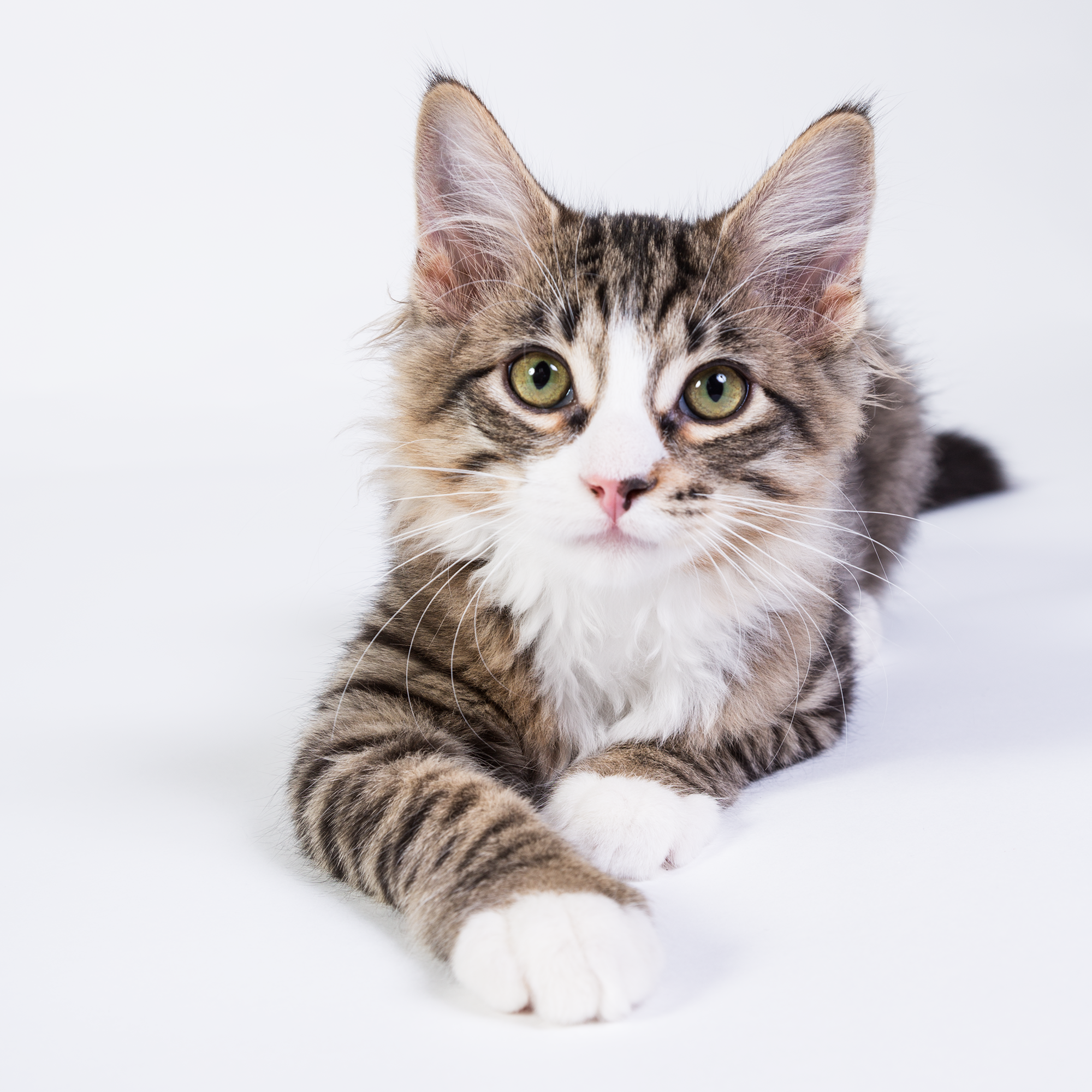 Professional studio pet portrait - Tucson pet photographer Michael Kloth