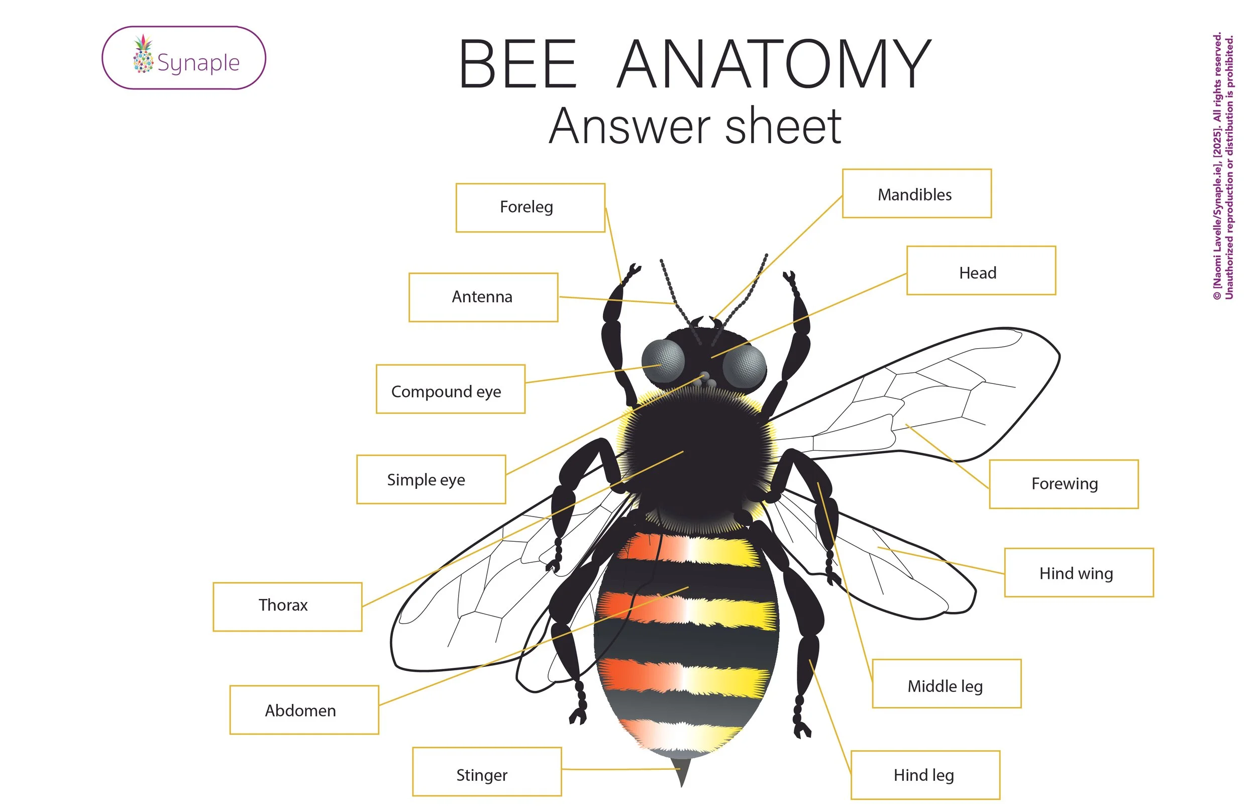 Bee Anatomy Answer Sheet