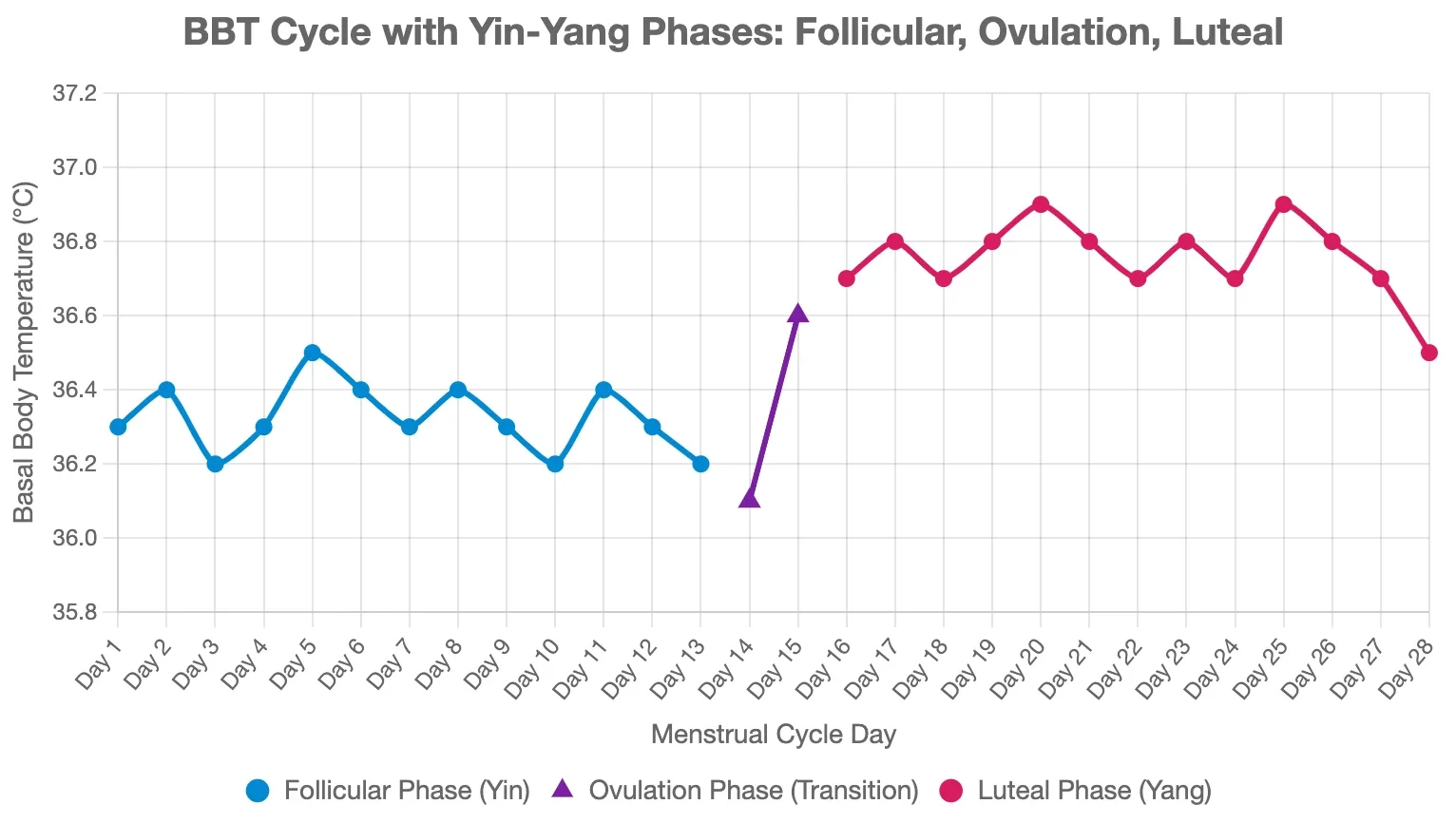 Line graph showing basal body temperature through the menstrual cycle, with Yin–Yang phases and ovulation marked around day 14.